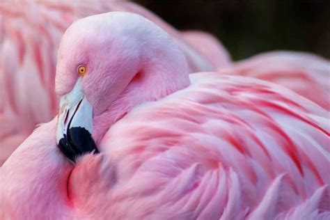 Are all flamingos pink? | Highlights Kids