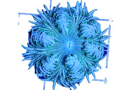 Ultra Rock Flower Anemone D32 – SaltCritters