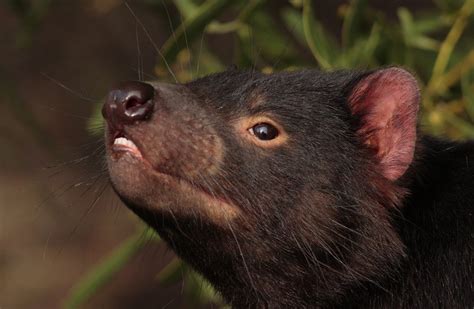 Tasmanian Devils - Wild Animals News & Facts