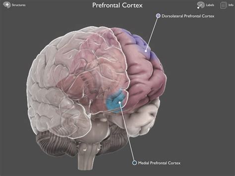 Brain Posts: Aging, Exercise and Brain Plasticity