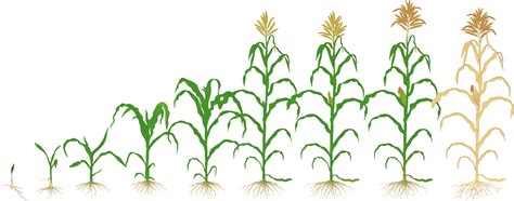 Corn Plant Png