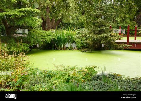 Japanese garden with pond, bridge and trees Stock Photo - Alamy