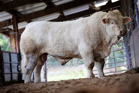 Charolais Bulls For Sale - Feb '21 - MacGregor Photography