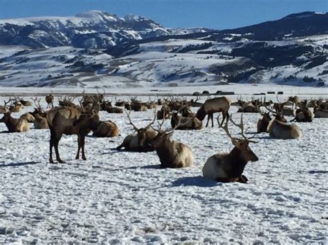 National Elk Refuge (Jackson) - 2019 All You Need to Know BEFORE You Go (with Photos) - TripAdvisor