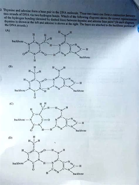 SOLVED: ' Thymine and adenine form a base pair in the DNA molecule ...