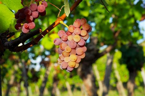 Premium Photo | A bunch of pink muscat grapes in sunset rays in a vineyard in the early autumn