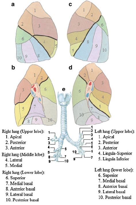 Download scientific diagram | Bronchopulmonary segments. a Right lung ...