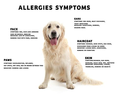 How To Help Relieve Dog Allergies