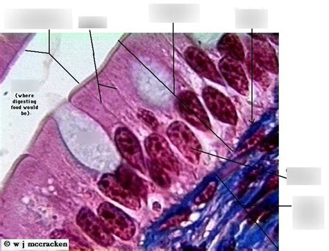 Pseudostratified columnar ciliated epithelium Diagram | Quizlet