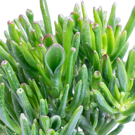 Crassula ovata Gollum - Jade Plant - Succulents - Hortology