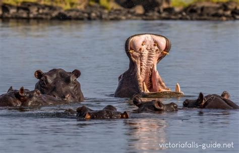 African Hippo - the River Horse