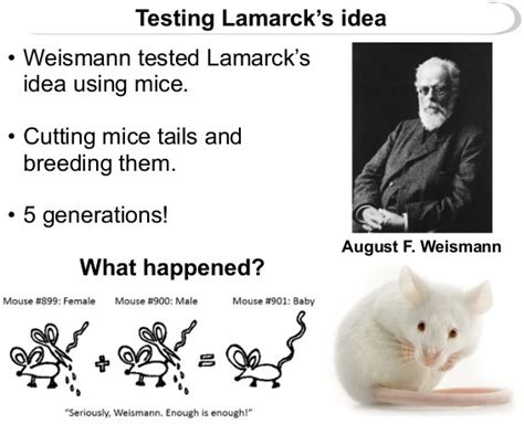 Lamarck Theory of Evolution