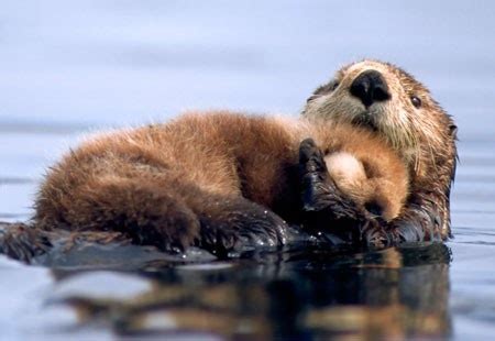 Otters cuddling | Otters | Pinterest | Cuddling and Otter