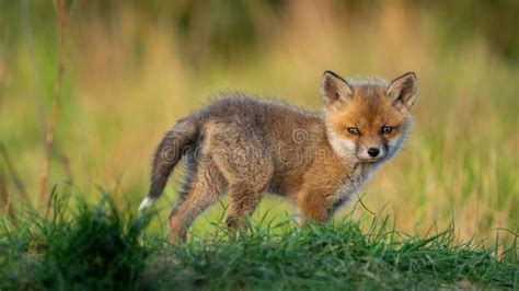 Baby Red Fox (Vulpes Vulpes) Stock Image - Image of cute, animal: 293493499