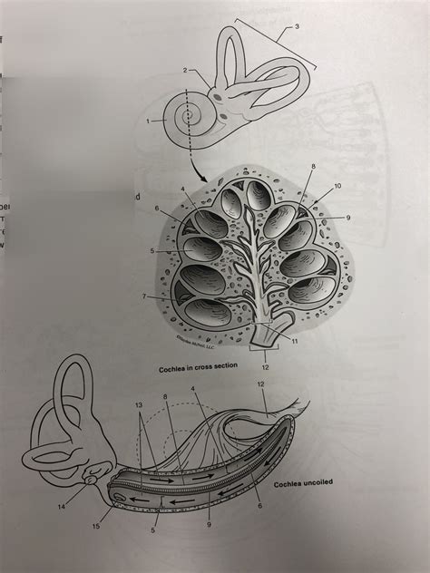 Hearing Diagram | Quizlet