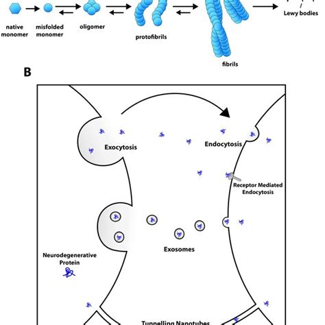 Protein aggregation and proposals of mechanisms of transfer. (A ...