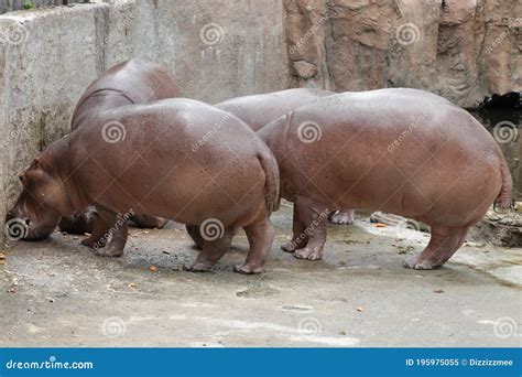 Hippopotamus in the zoo stock image. Image of herbivore - 195975055