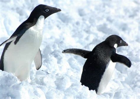 Adélie Penguin Facts: Lifespan, Habitat, Diet & More - Facts.net