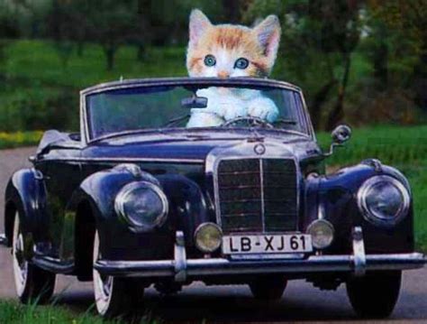 Cat driving car | Car cat, Funny cat compilation, Cat facts