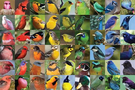 Colorful Pictures Of Birds