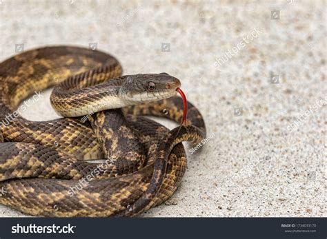 392 Texas rat snake Images, Stock Photos & Vectors | Shutterstock