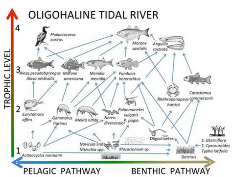 Salt Marsh Food Web