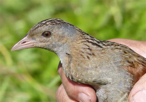 Lower Derwent Valley National Nature Reserve: 14/08/17 - Corncrakes