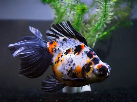 Telescope Goldfish Care & Species Profile | Fishkeeping World