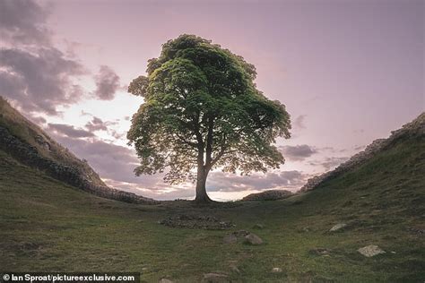 Vandals who felled the Sycamore Gap tree damaged Hadrian's Wall, investigators say - Sound ...