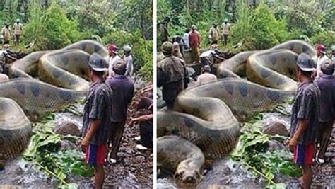 VIDEO: Enormous anaconda found in the Amazon River! | EvoNews