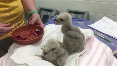 Conservancy of Southwest Florida helping young wildlife this breeding ...