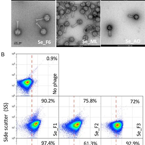 Steps in phage isolation for therapeutic purposes. | Download Scientific Diagram