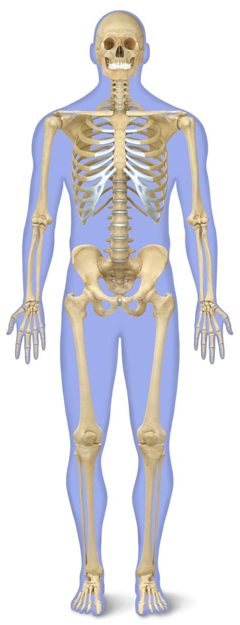 Human Back Bones Diagram : Pin By Sydney Physio Clinic On Relevant ...