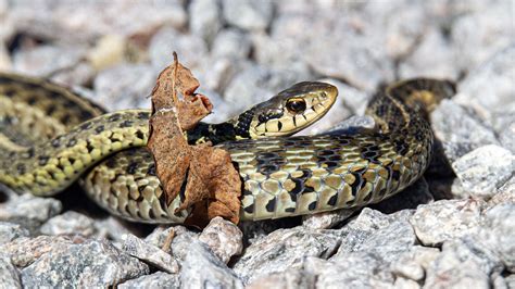 Mating garter snakes | Mike Powell