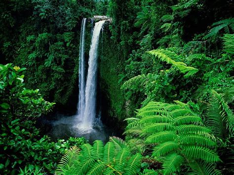 Amazon Rainforest, Feel the Rainfall of Leaves. Waterfall HD wallpaper ...