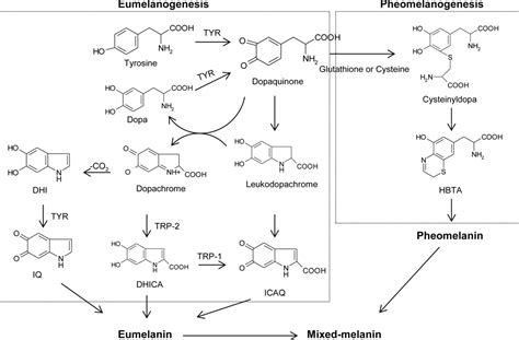 IJMS | Free Full-Text | An Updated Review of Tyrosinase Inhibitors