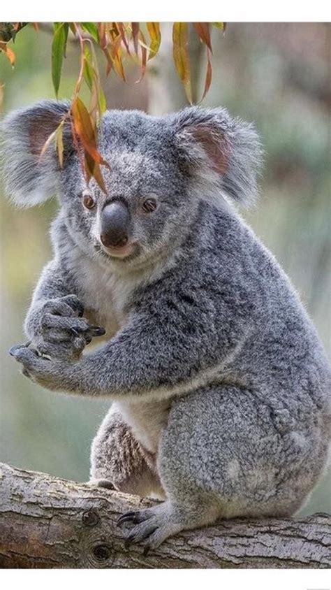 Rock paper scissors koala style? | Scary animals, Koala, Animals beautiful