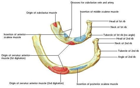 Ribs : Anatomy,Types,Ossification & Clinical Significance » How To Relief