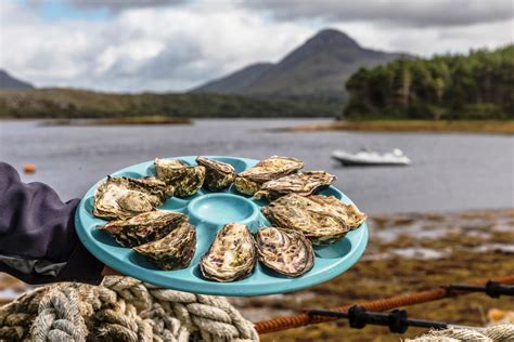 Oyster tour and tasting at Ballinakill Bay with David - Traveling Spoon