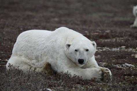 Churchill polar bear cam shares 'amazing' live footage | CBC News