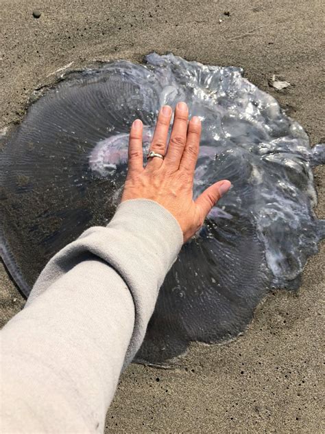 (PHOTOS) Hundreds of Dead Jellyfish Wash Up on Mad River Beach 'As Far As the Eye Can See ...