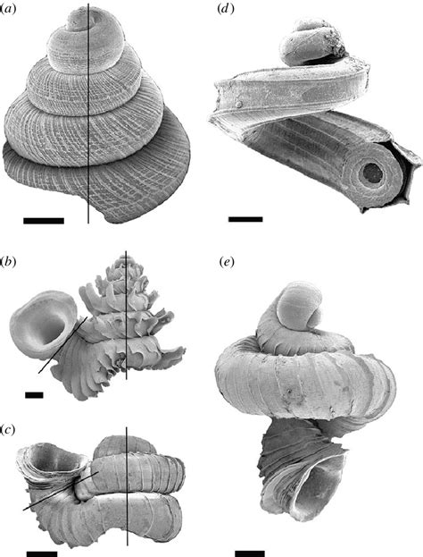 Different gastropod shell-coiling patterns. (a) Queridomus conulus ...