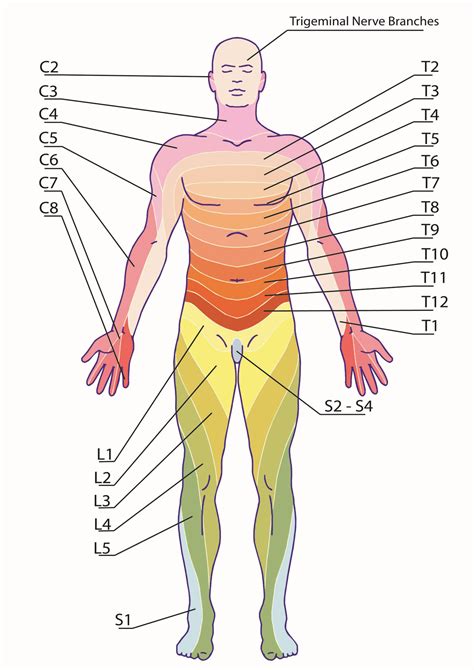 Printable Lumbar Dermatomes - Printable JD