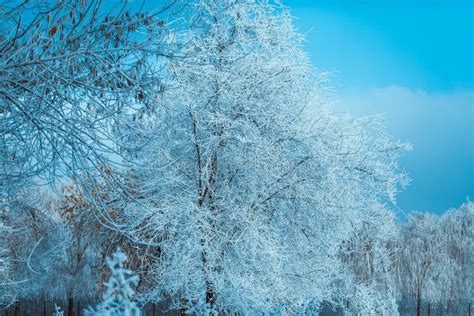 White Winter Forest on Blue Sky Background Stock Photo - Image of falling, environment: 135128792