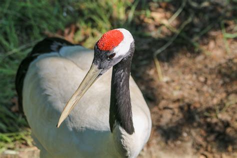 Red-Crowned Crane - Roger Williams Park Zoo