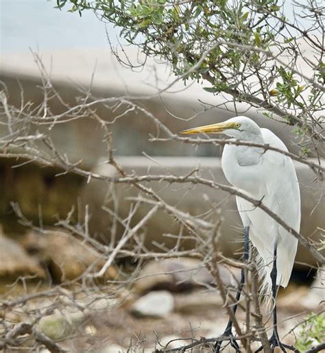 Great Egret Bird - Free photo on Pixabay - Pixabay