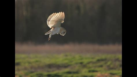 Barn Owl Hunting - (DBLM Wildlife) - YouTube