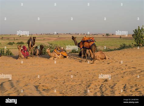 Dromedary, dromedary camel, Arabian camel, or one-humped camels are used for camel riding ...