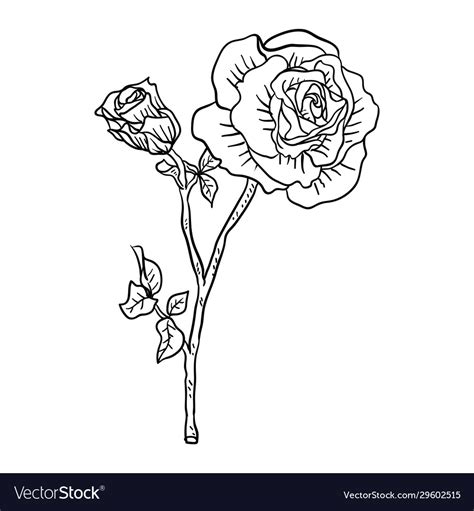 Single flower line drawing Royalty Free Vector Image