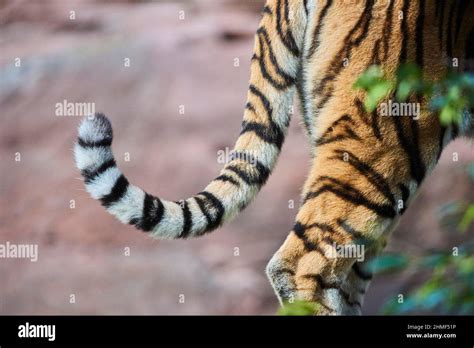 Siberian tiger (Panthera tigris altaica), tail, detail, captive, Bavaria, Germany Stock Photo ...